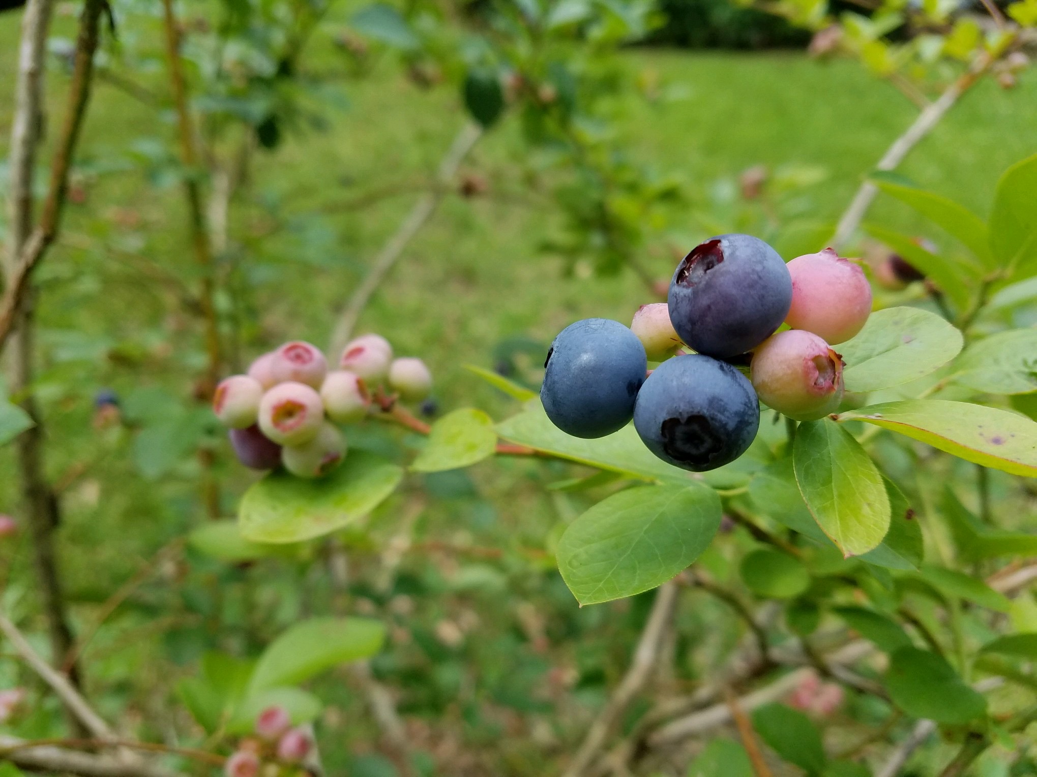 Rabbiteye blueberries.